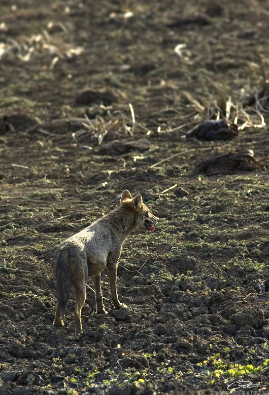 <i>Canis aureus</i> </br>Golden Jackal