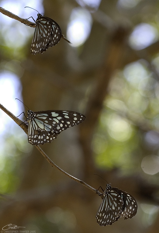 <i>Tirumala limniace leopardus</i> </br>Blue Tiger