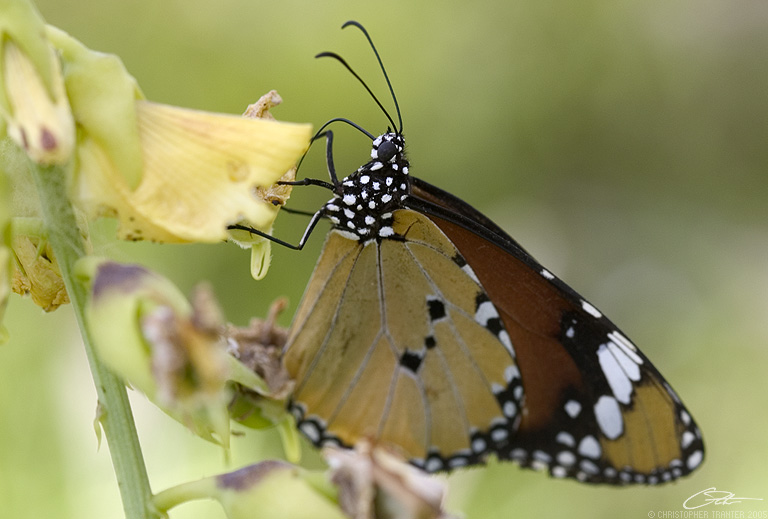 <i>Danaus chrysippus</i>Plain Tiger