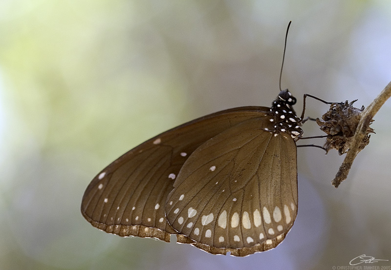 <i>Euploea core asela</i> </br>Common Crow