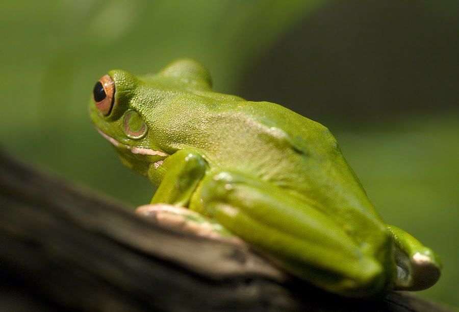 red-eyed-tree-frog.jpg