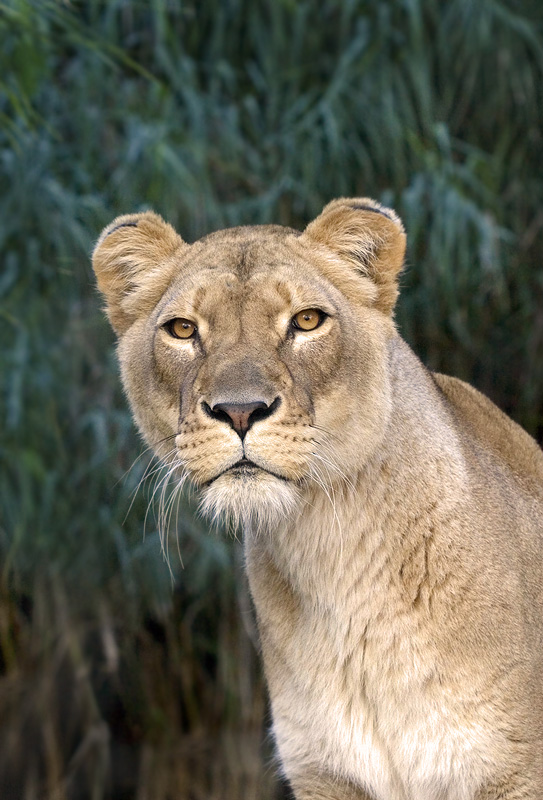 lioness3.jpg