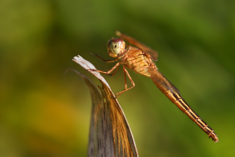 Neurothemis stigmatizans