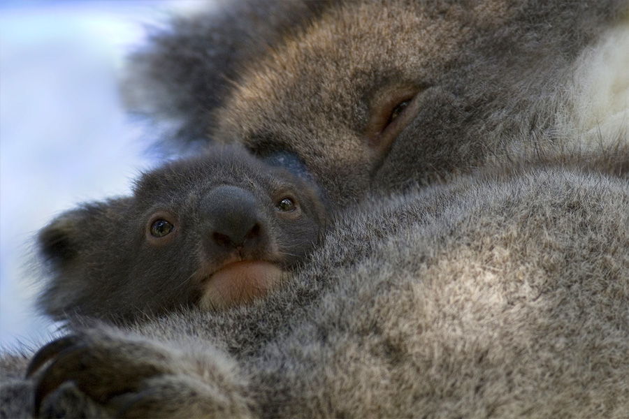 <i>Phascolarctos cinereus</i> <br>Koala