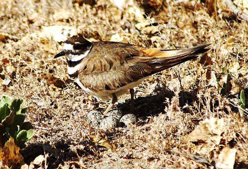 Killdeer with Eggs - Nikon D70.jpg