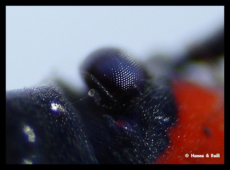 DSC00002 Insektsga.jpg