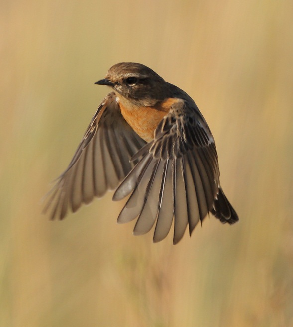 African Stionechat (f)