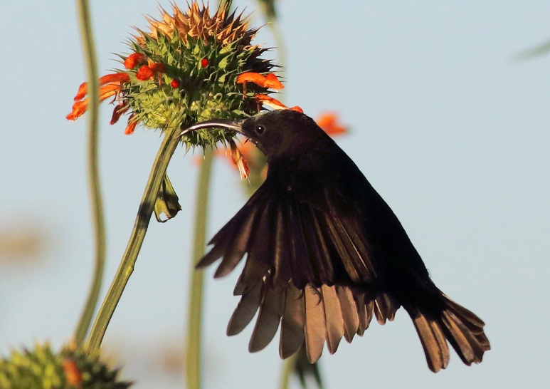 Amethyst Sunbird (m)