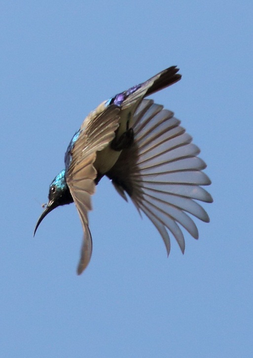 White-bellied Sunbird