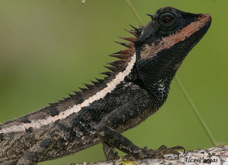 Forest Crested Lizard (Calotes emma) - profile