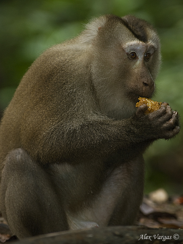 Sequence - image 2: Big male takes my fruit!