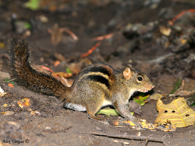 Indo-Chinese Ground-Squirrel