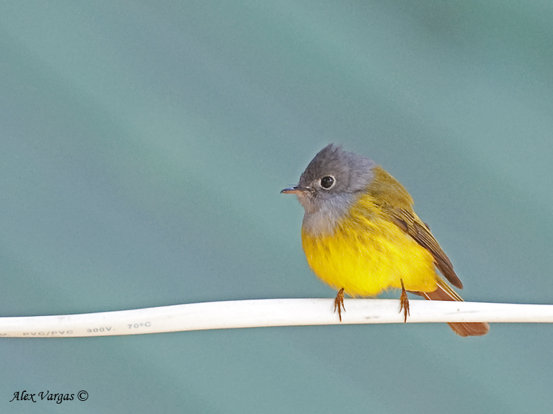 Grey-headed Kanary Flycatcher - 2009