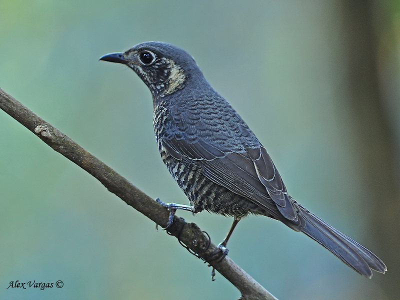 Chestnut-bellied Rock-Thrush - female 2