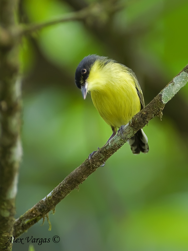 Common Tody-Flycatcher 2010 - 2