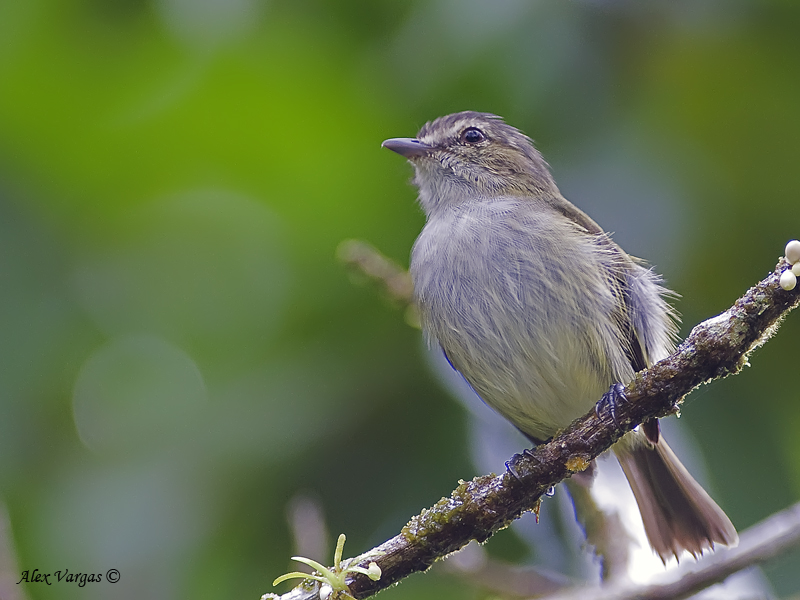 Paltry Tyrannulet 2010