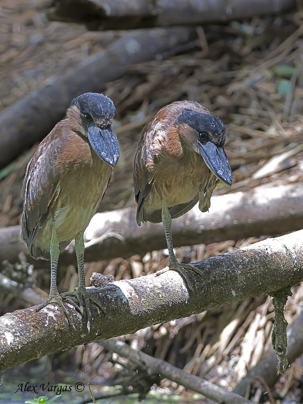 Boat-billed Heron 2010 - fledglings