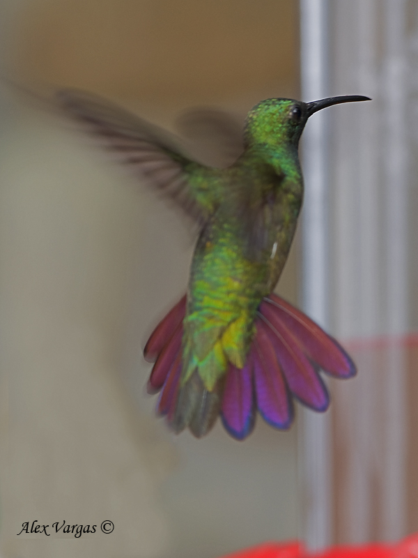 Veraguan Mango 2010 - male - flight