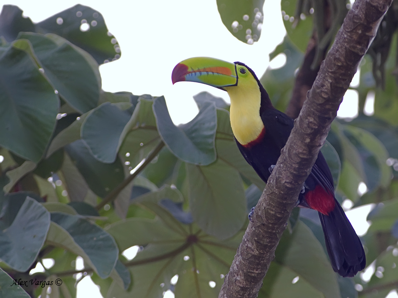 Keel-billed Toucan 2010