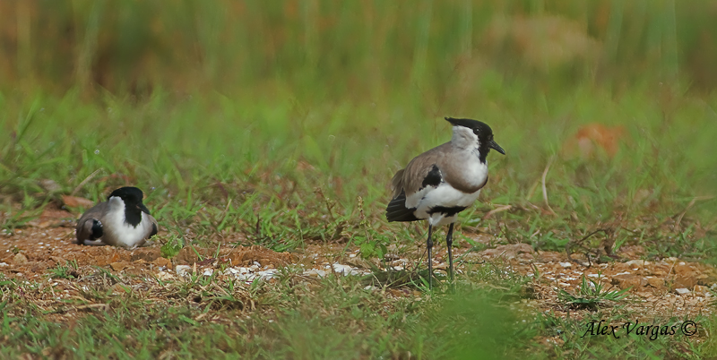 River Lapwing - pair