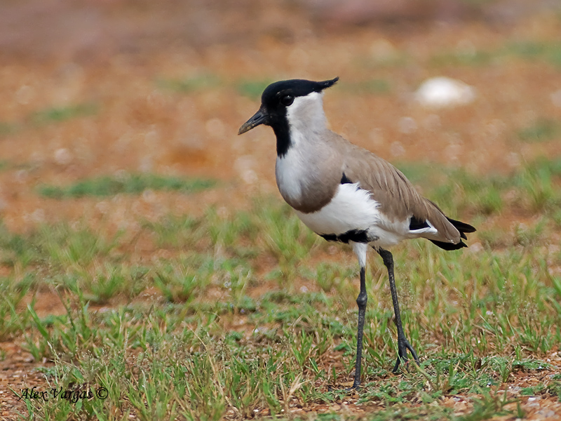 River Lapwing 3