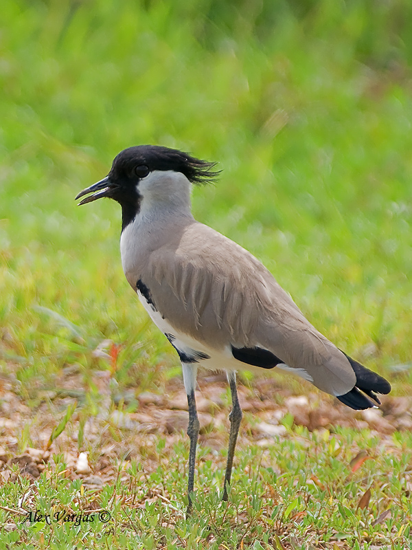 River Lapwing 5