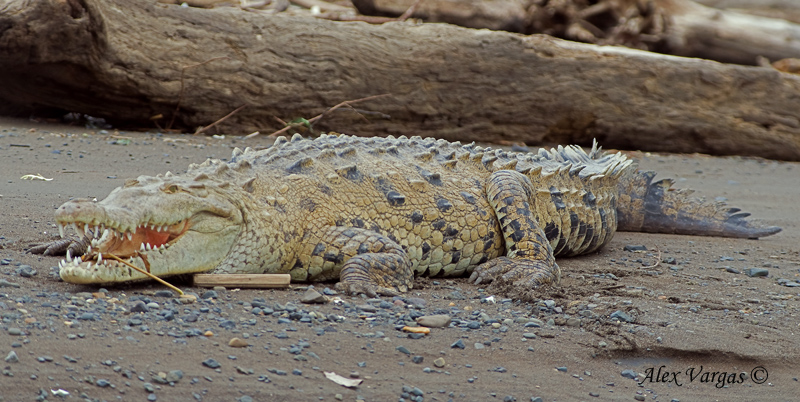 American Crocodrile 2