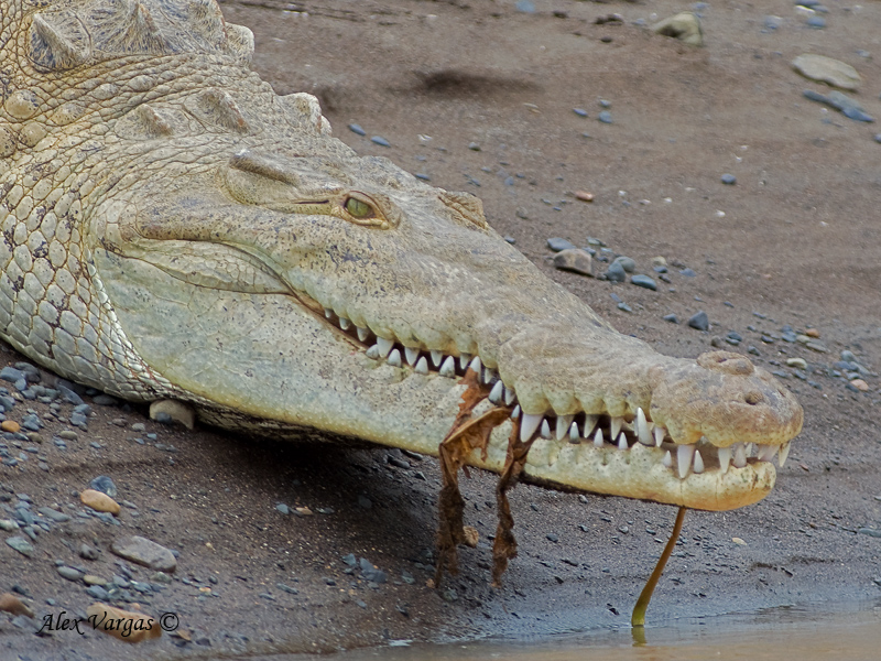 American Crocodrile - portrait