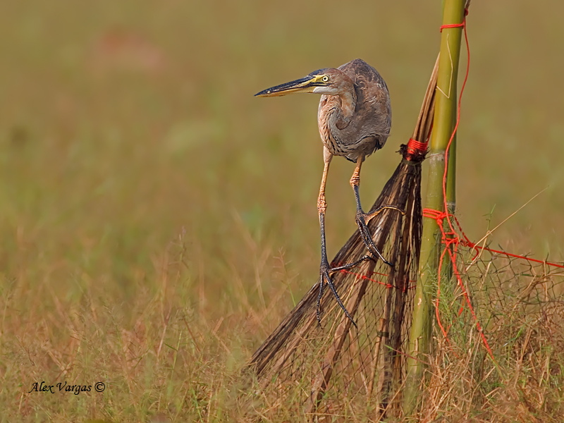 Purple Heron - juvenile - 2011