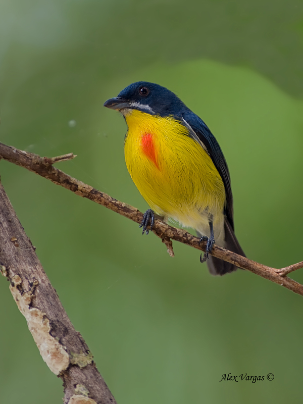 Crimson-breasted Flowerpecker - male - alert