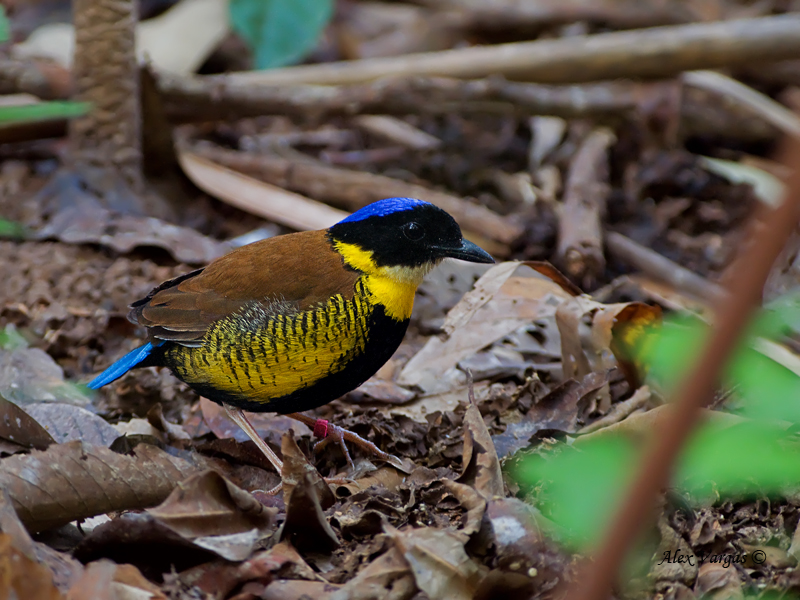 Gurneys Pitta - male - 2011 - 3