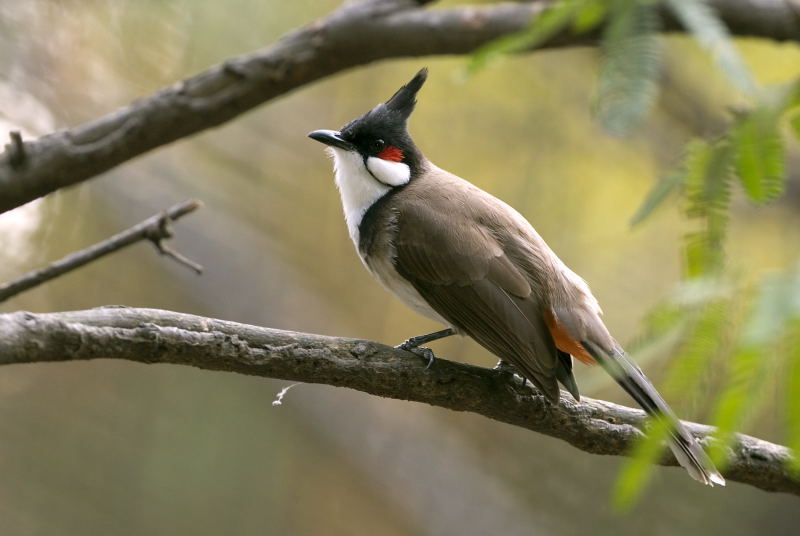 Red-whiskered Bulbul -- sp 74