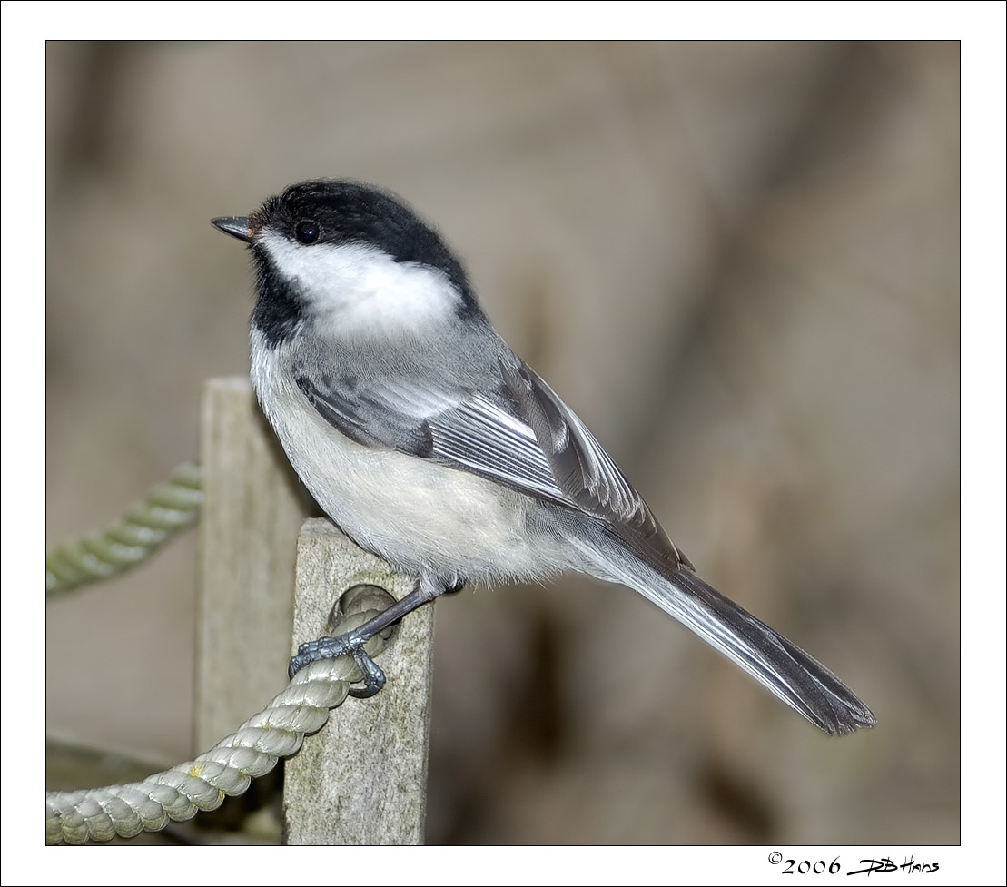  Black-capped Chickadee 1