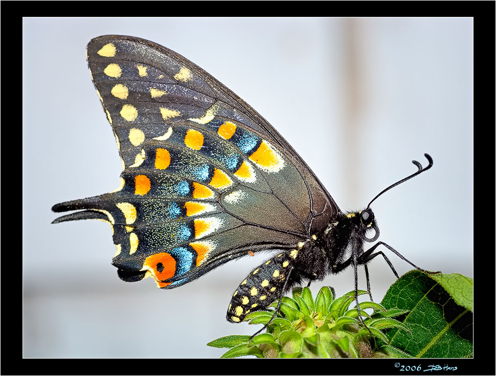 Eastern Black Swallowtail #1