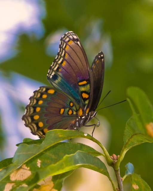 Red Spotted Purple