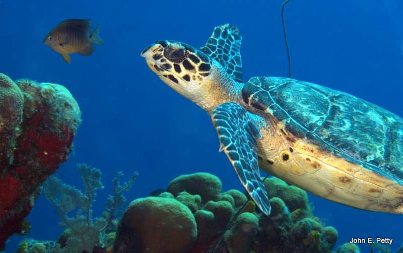 Hawkbill Turtle IMG_5525.CR2.jpg