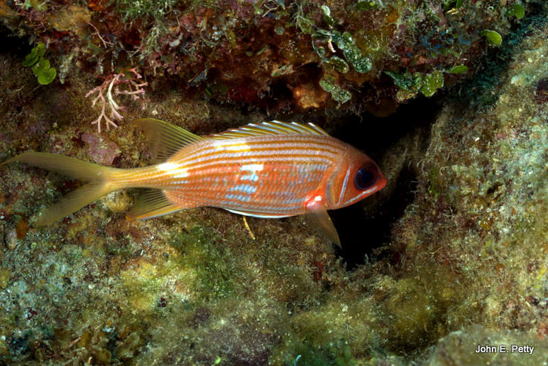 Squirrelfish IMG_5580.jpg