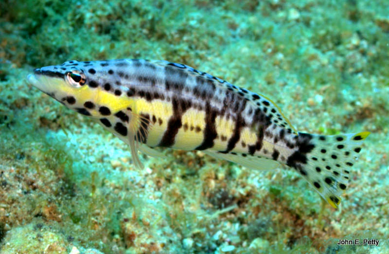 Harlequin Bass IMG_5596.jpg