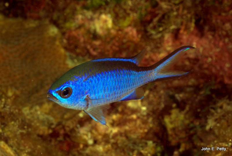 Blue Chromis IMG_5692.CR2.jpg