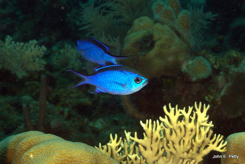 Blue Chromis IMG_5744.jpg