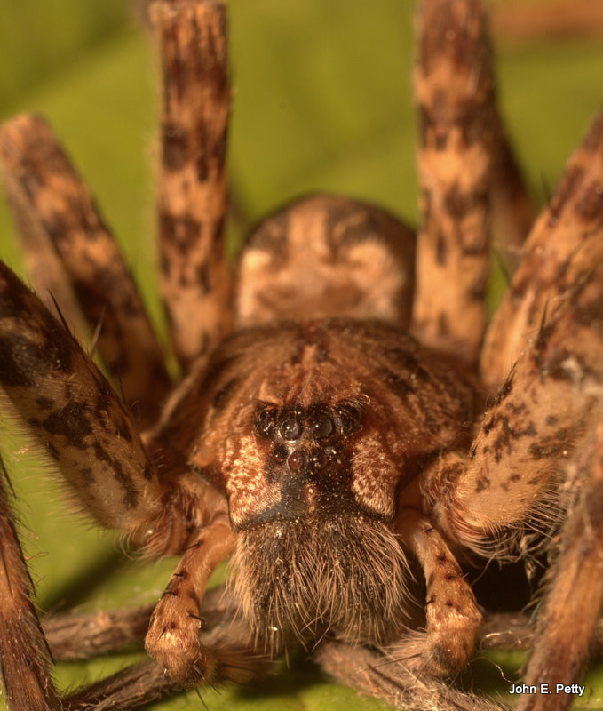 Wolf Spider 100921_2001.jpg