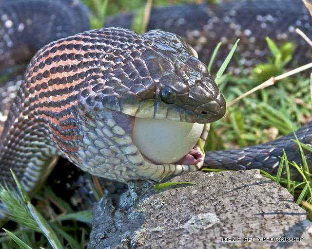 Rat Snake 2  110422_4724.jpg