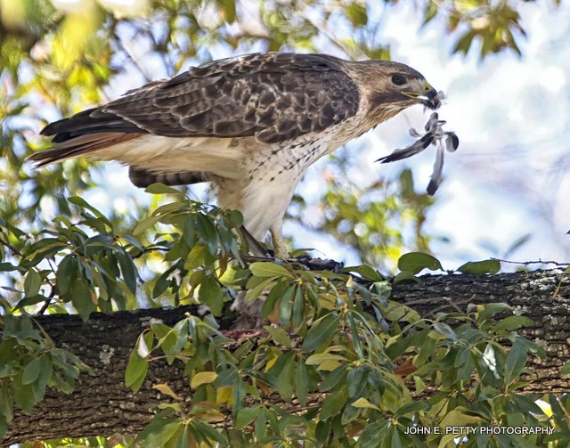 Red-tailed hawk_MG_2187.jpg