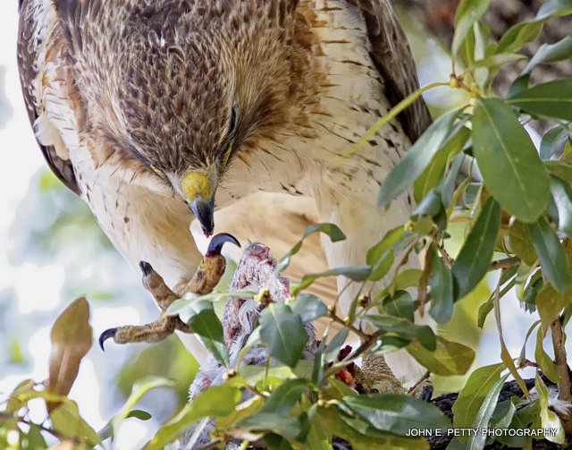 Red-tailed hawk grab the meal_MG_2876.jpg