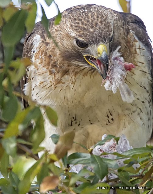 Red-tailed hawk_MG_2527.jpg