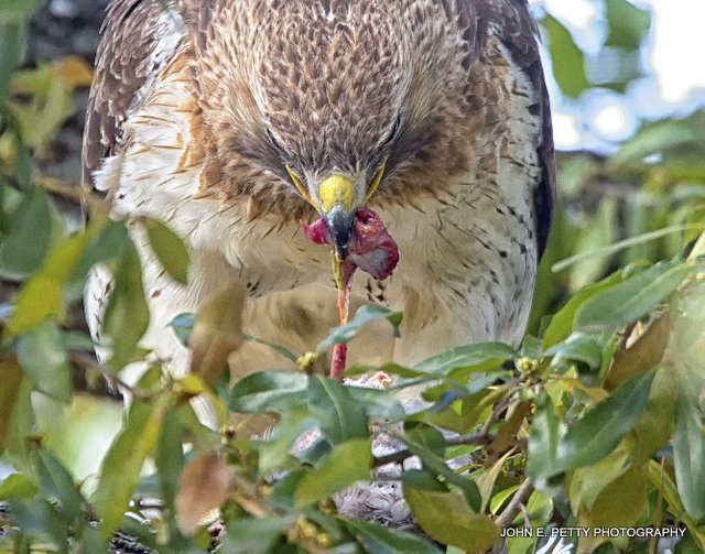Red-tailed hawk_MG_2614.jpg