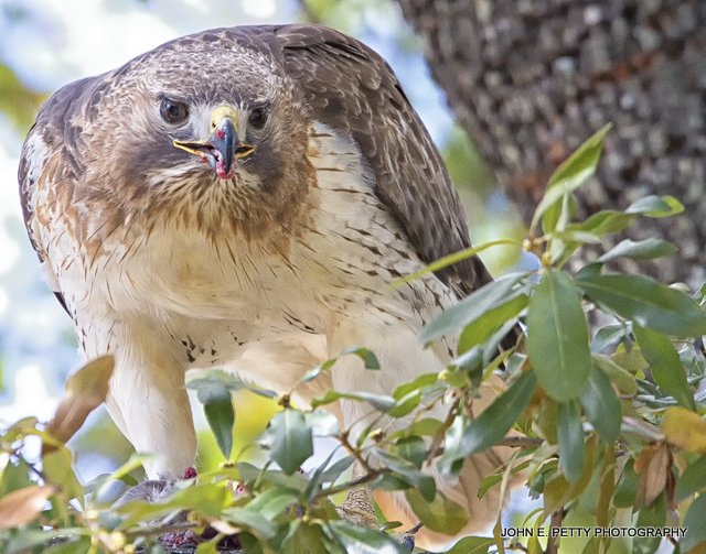 Red-tailed hawk_MG_2953.jpg