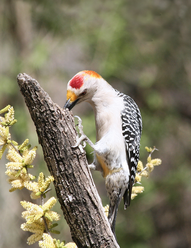 Golden-fronted Woodpecker Salineno