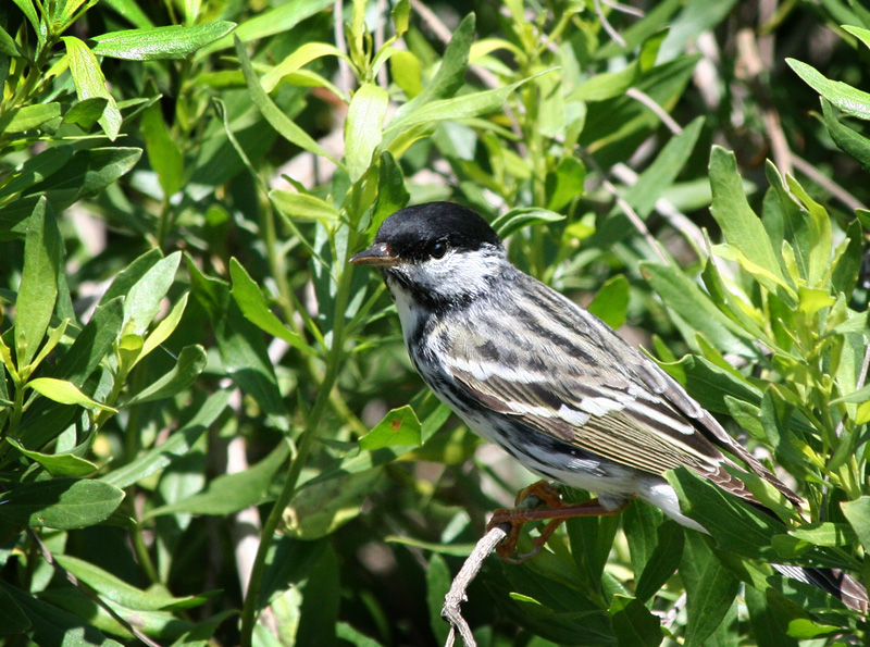Blackpoll Warbler.jpg