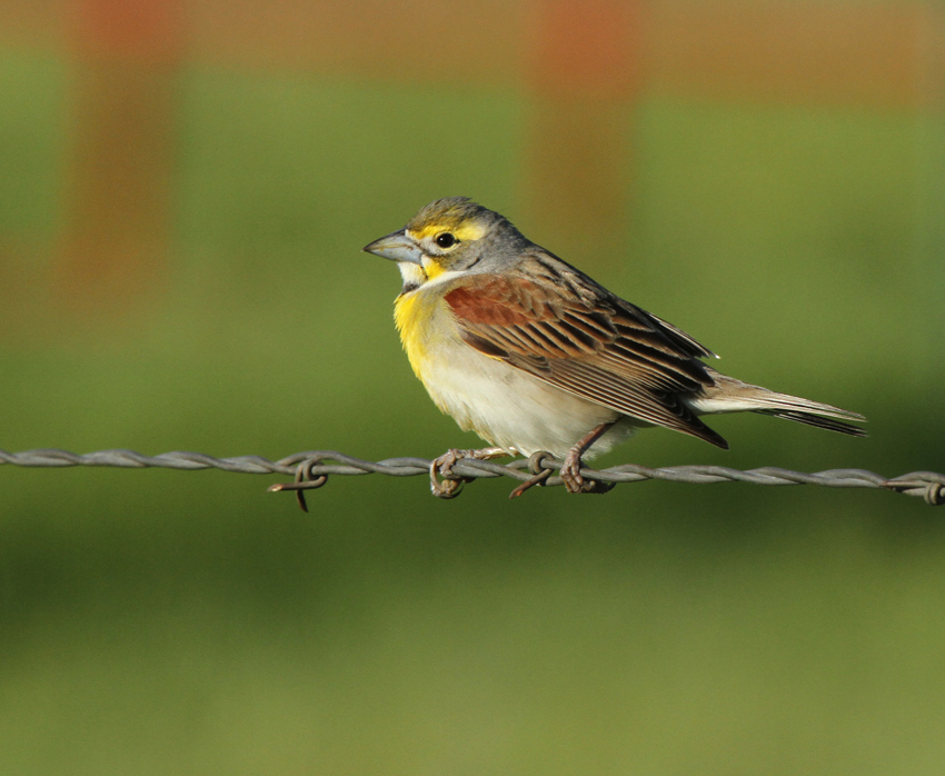 Lynns Dickcissel, Lake Buchanan